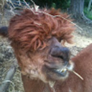 Meet your Posher, Tally